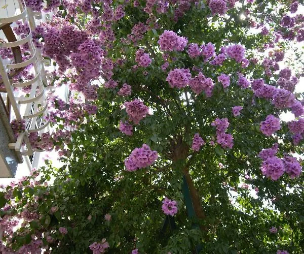 Vienna * Novigrad Istria