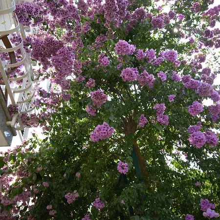 Vienna * Novigrad (Istria)
