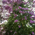 Vienna * Novigrad Istria